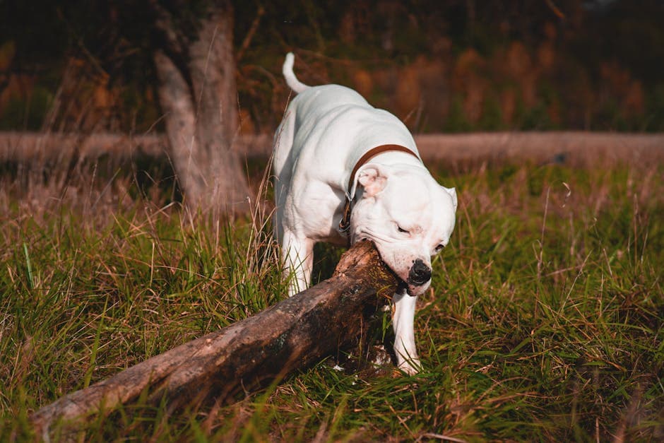 American Bulldog