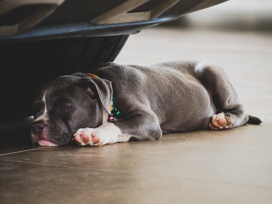 American Bully