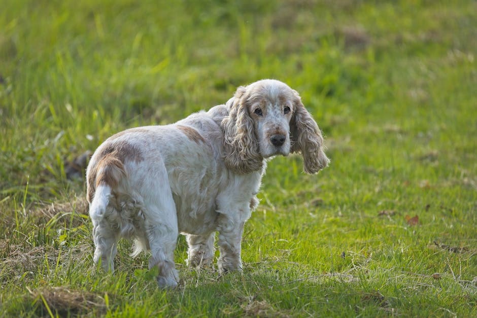 American Cocker Spaniel