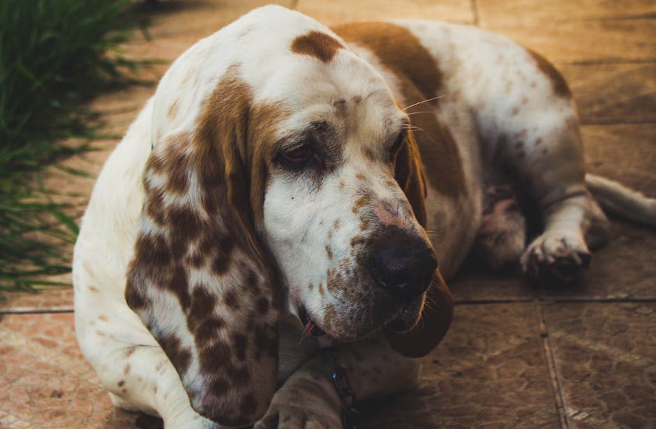 Basset Fauve De Bretagne