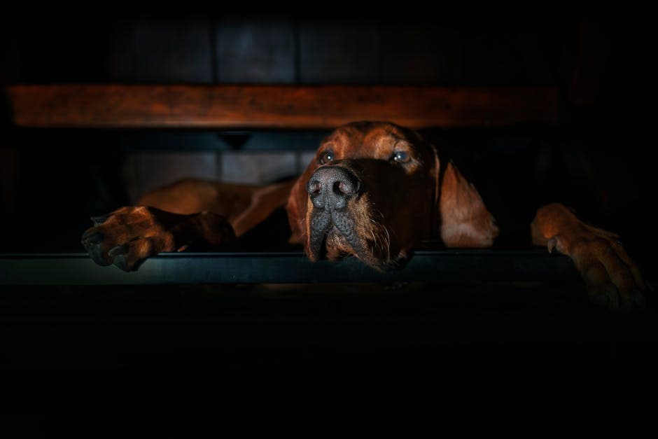 Bavarian Mountain Hound