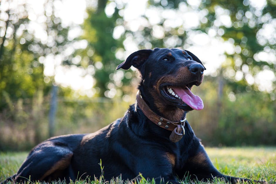 Beauceron