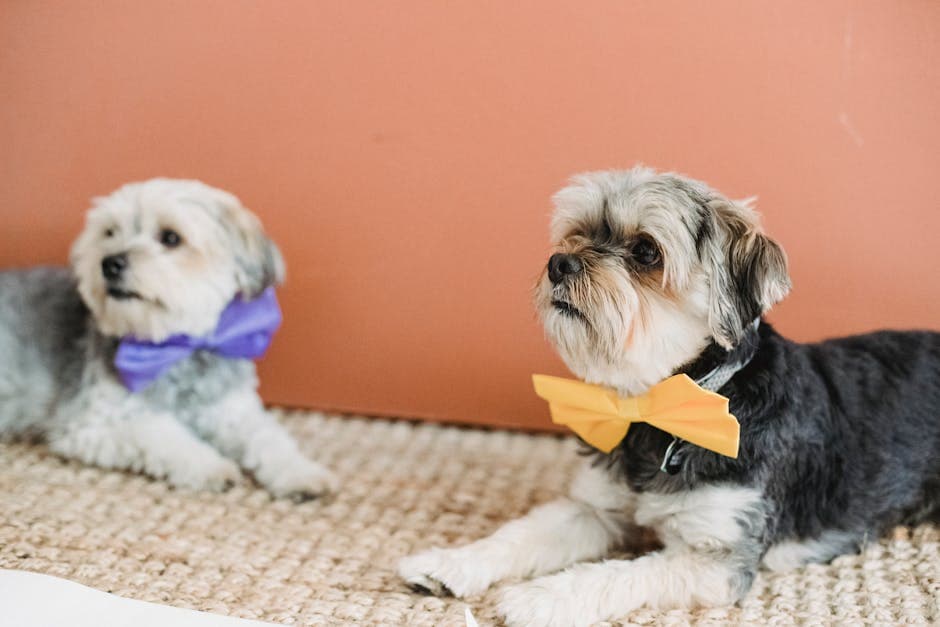 Biewer Terrier