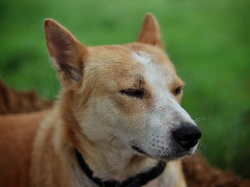 Canaan Dog