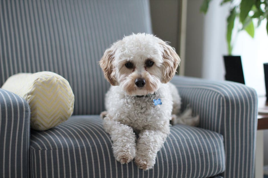 Cavapoo