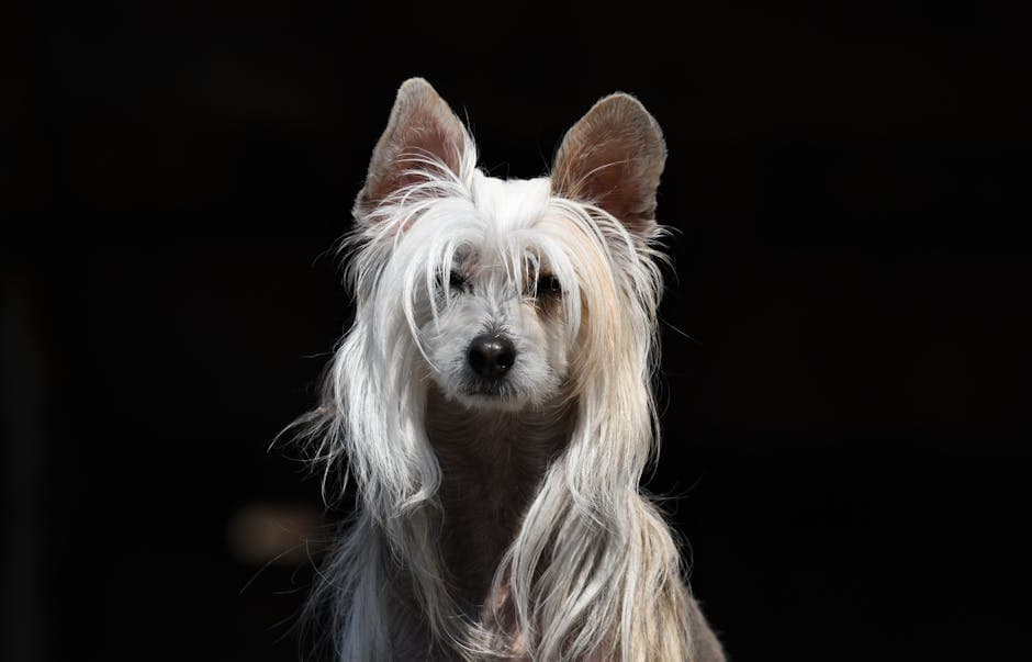 Chinese Crested
