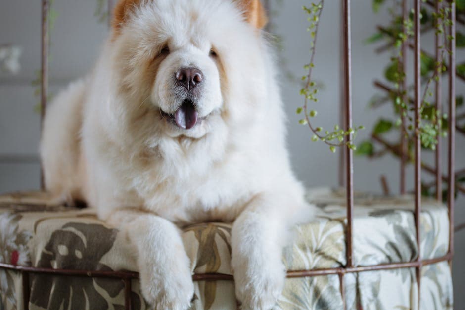 Chow Chow