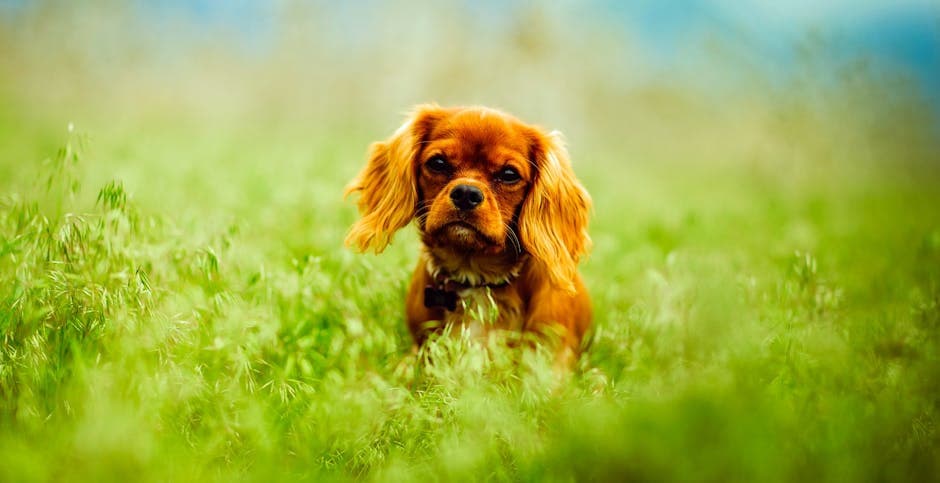 Clumber Spaniel