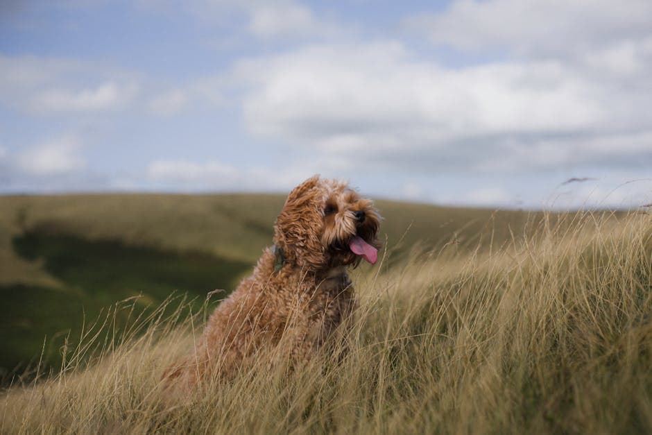 Cockapoo