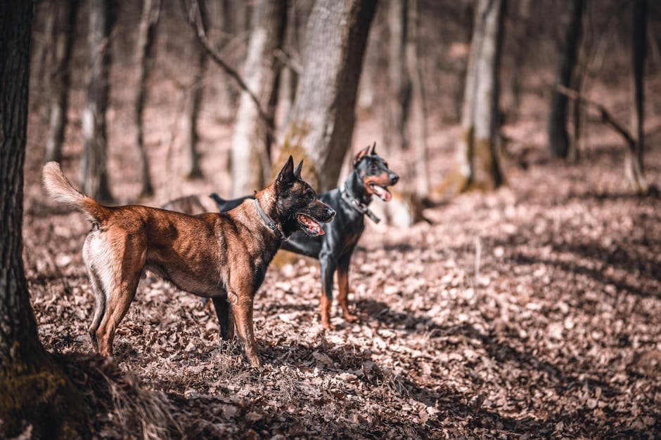 Dobermann