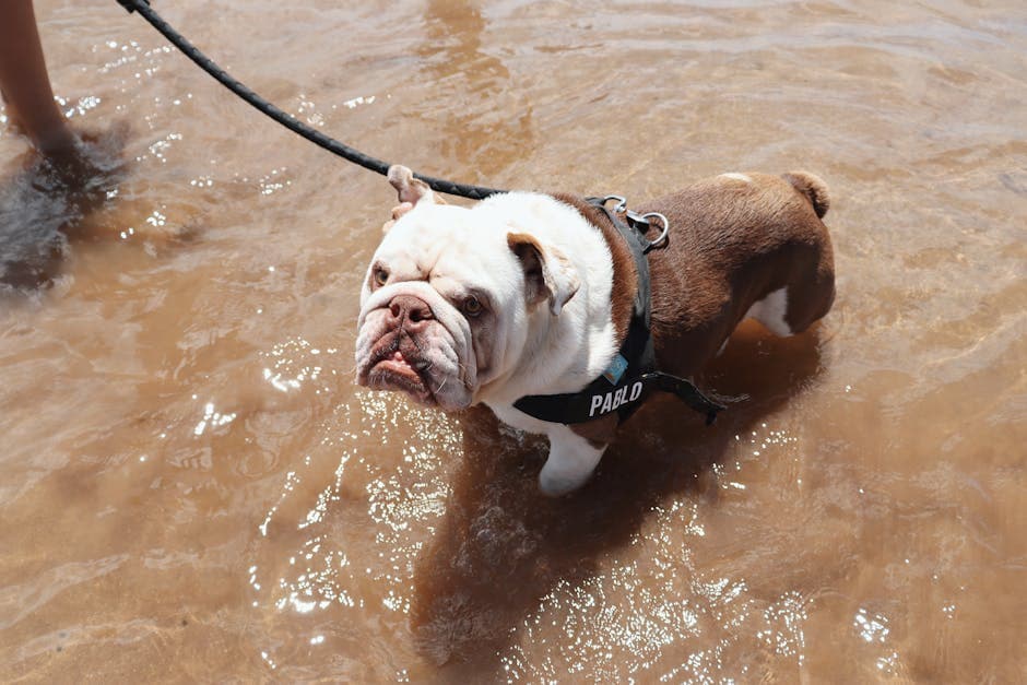 English Bulldog