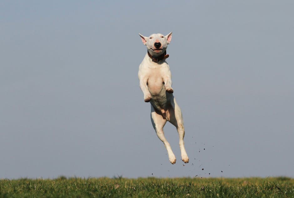 English Toy Terrier