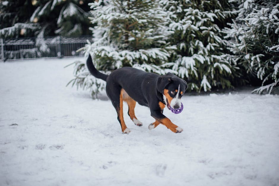 Entlebucher Mountain Dog