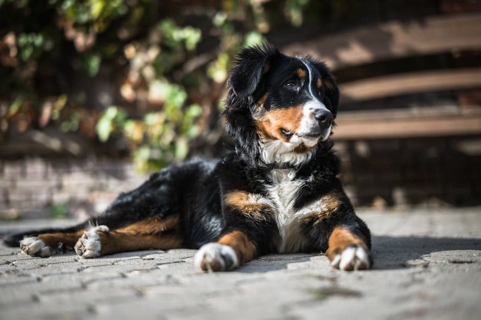 Estrela Mountain Dog