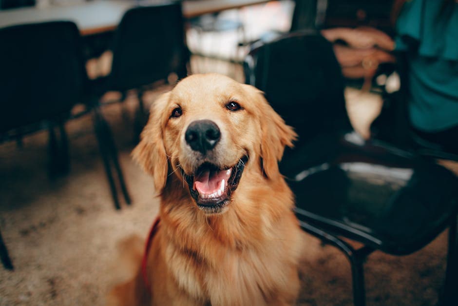 Flat coated Retriever