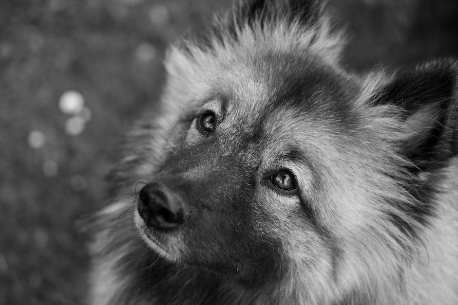 German Spitz