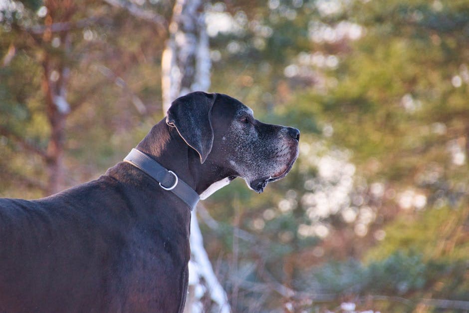 Great Dane