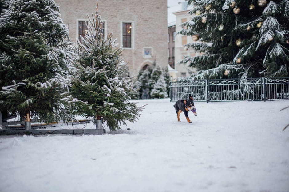 Greater Swiss Mountain Dog
