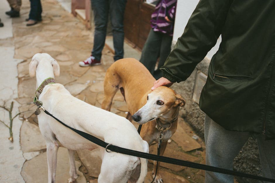 Greyhound