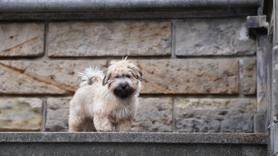 Havanese
