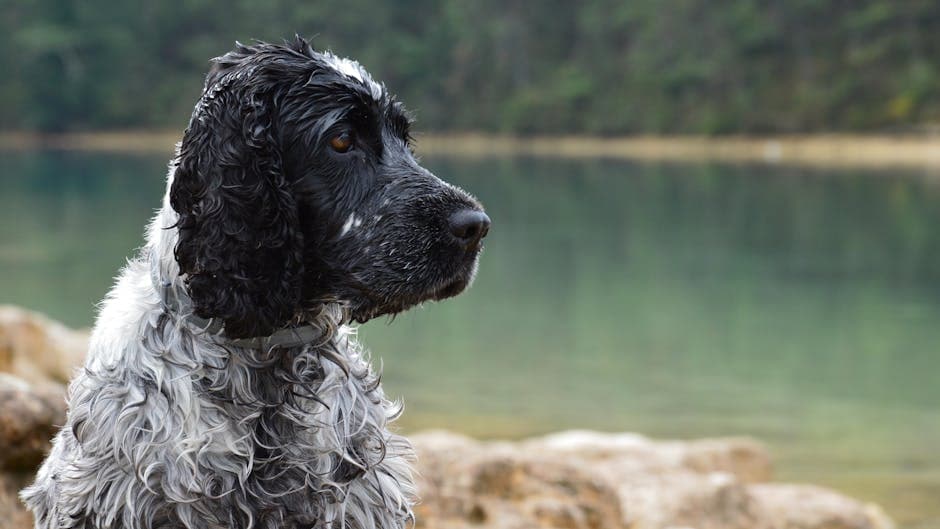 Irish Water Spaniel