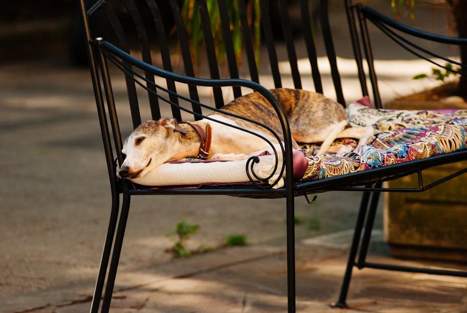 Italian Greyhound