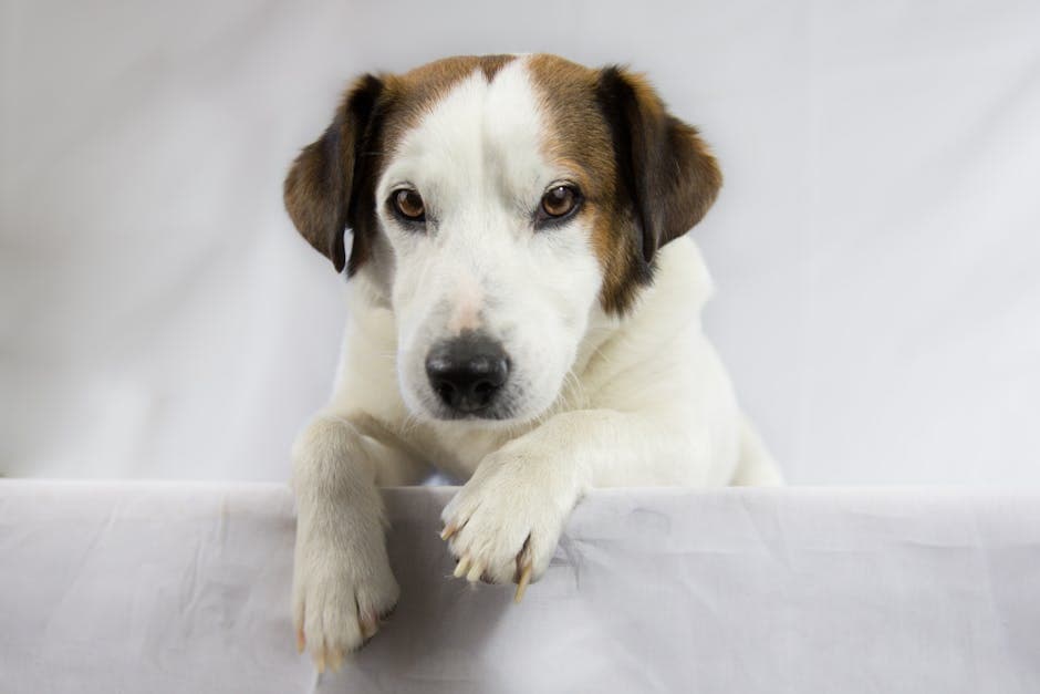 Jack Russell