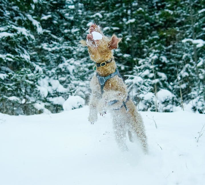Lakeland Terrier