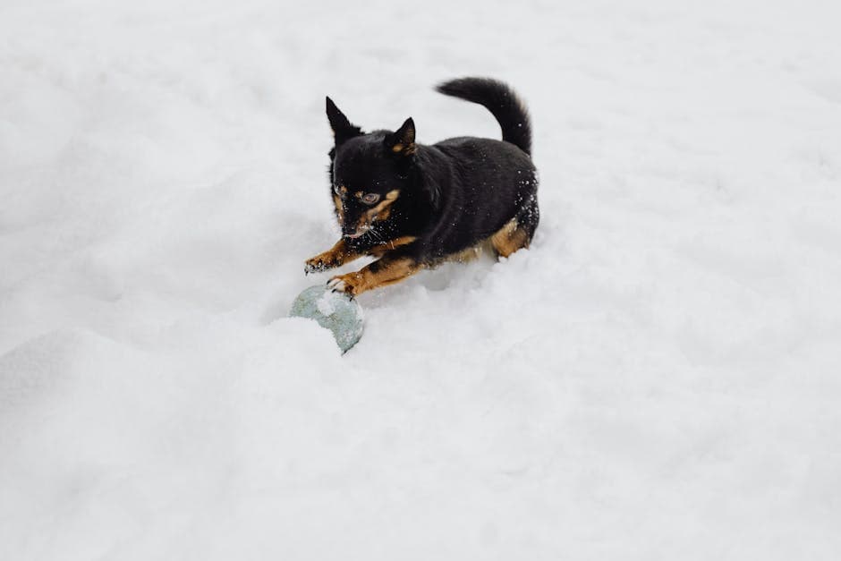 Lancashire Heeler