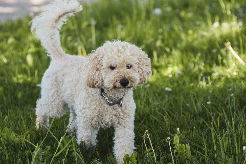 Miniature Poodle