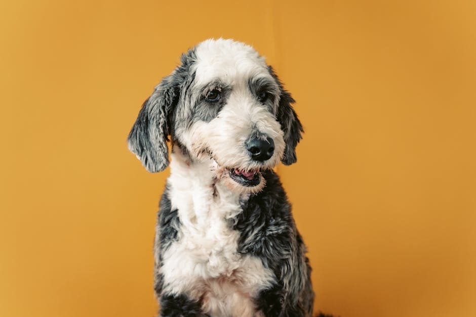 Old English Sheepdog