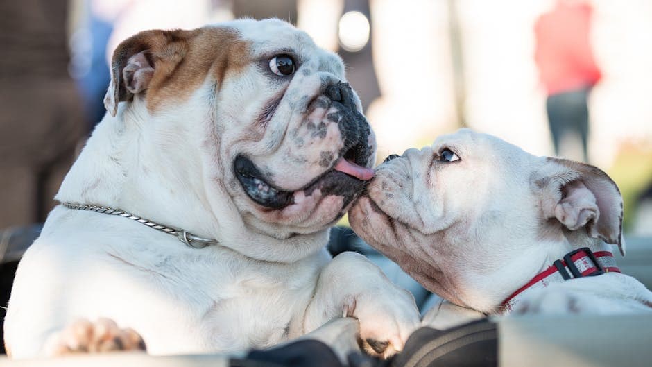 Old Tyme Bulldog