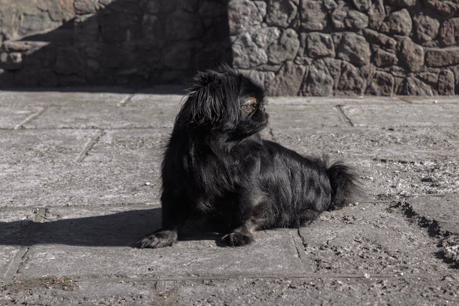 Pekingese