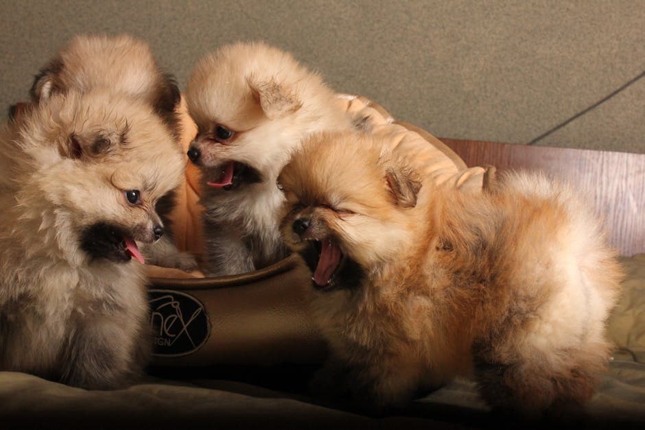 Pomeranian