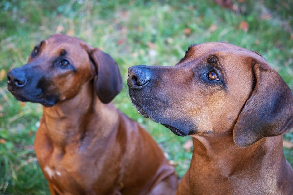 Rhodesian Ridgeback