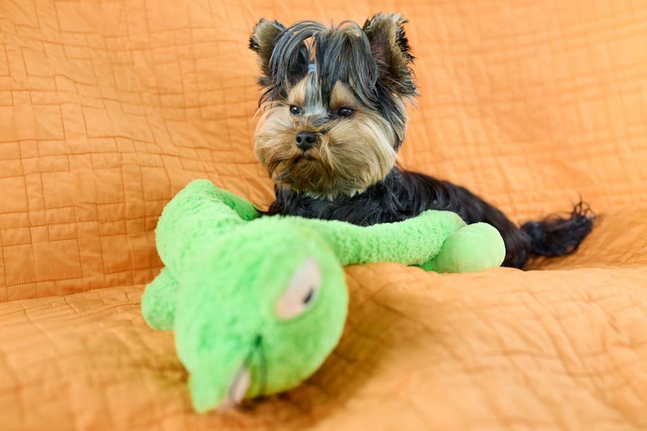 Russian Toy Terrier