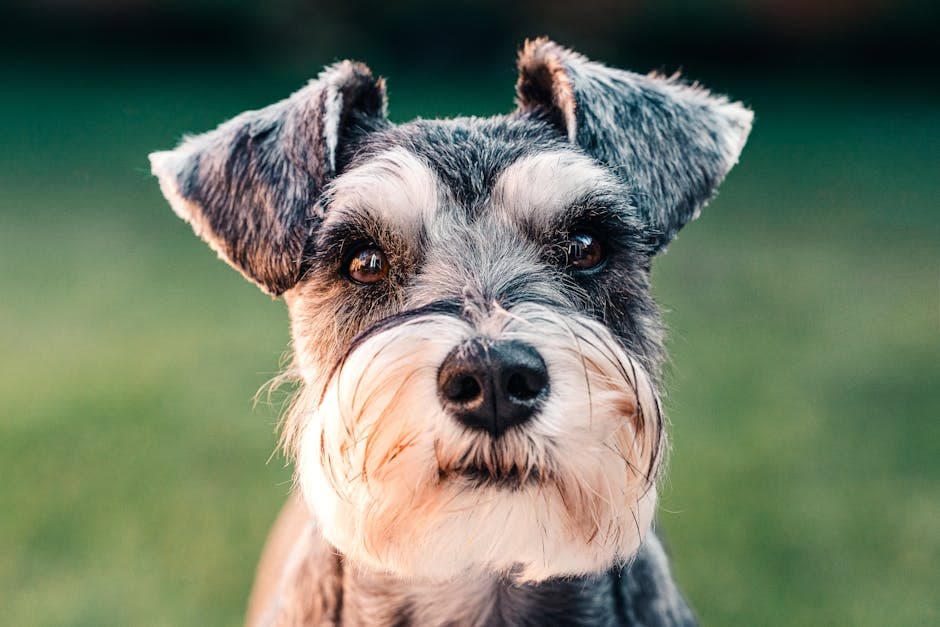 Schnauzer