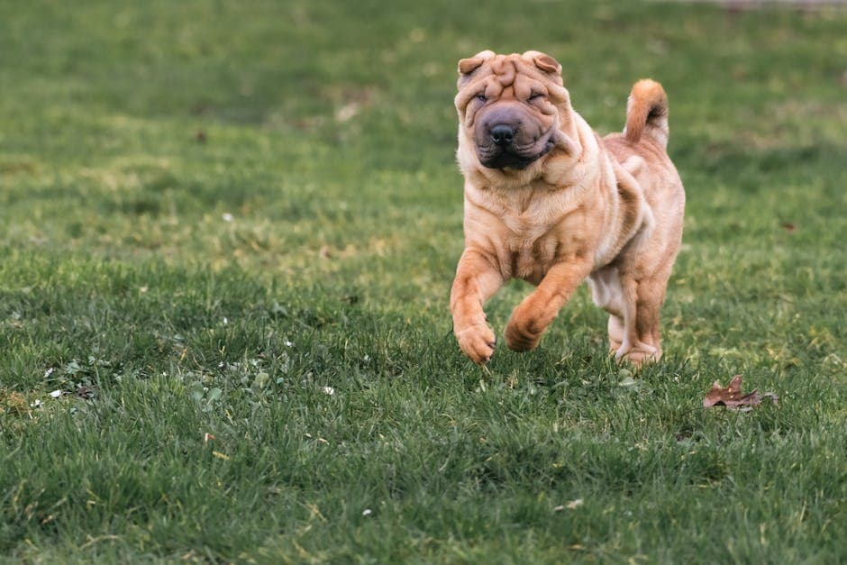 Shar Pei