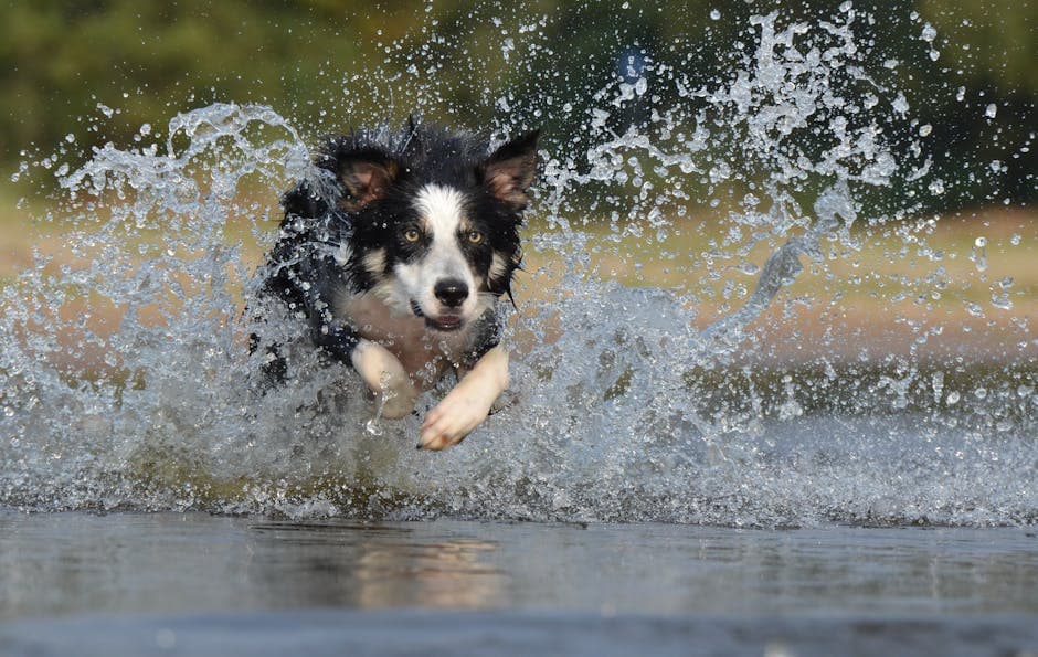 Spanish Water Dog