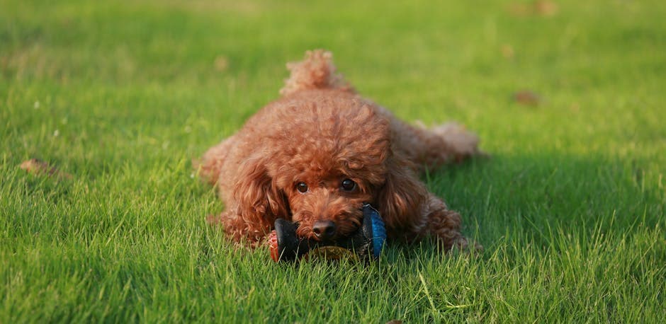 Toy Poodle