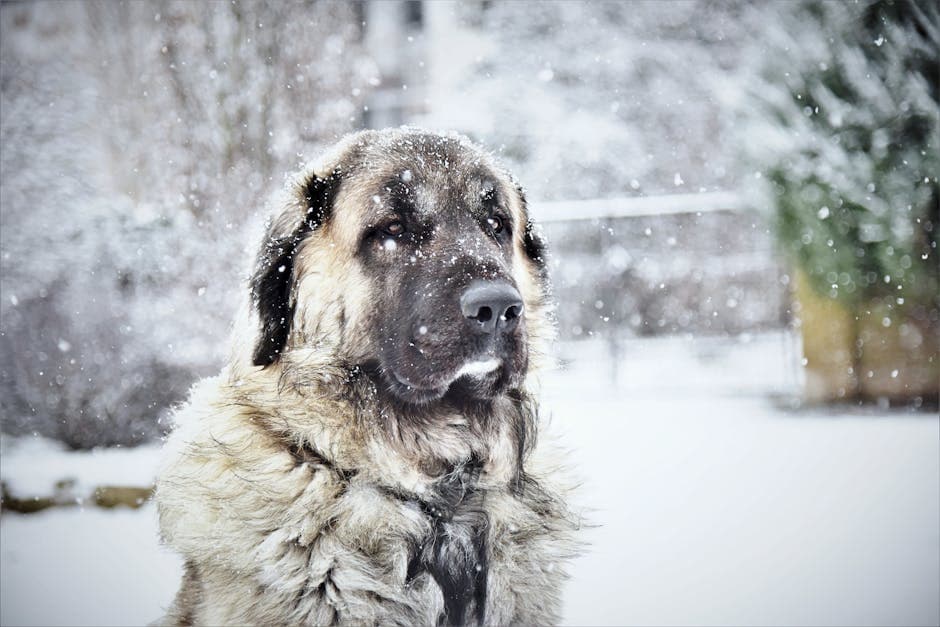 Turkish Kangal