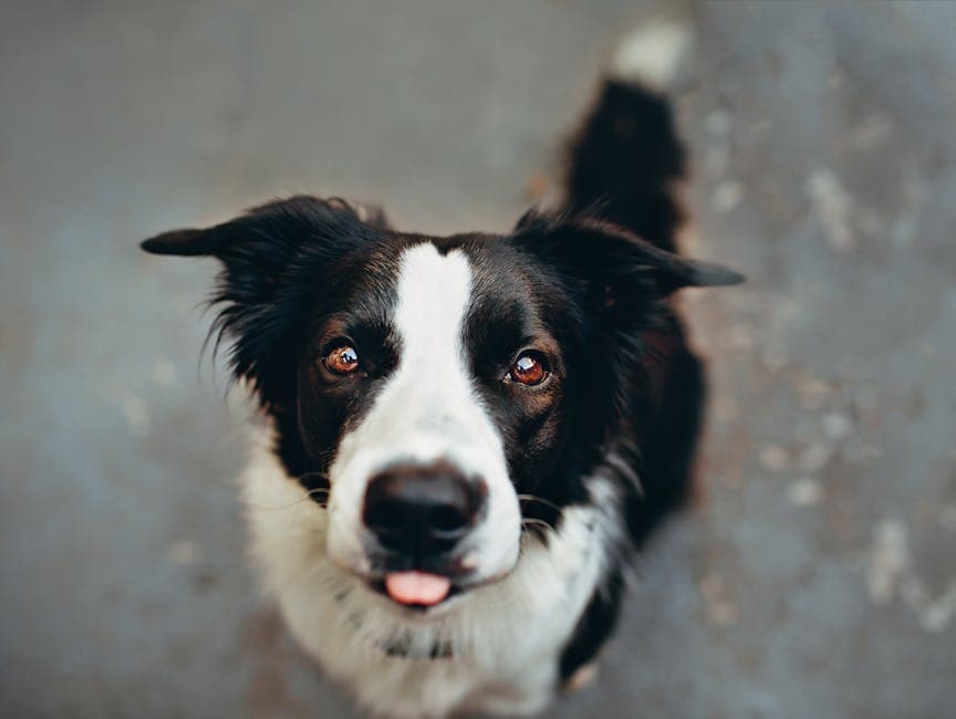 Welsh Collie