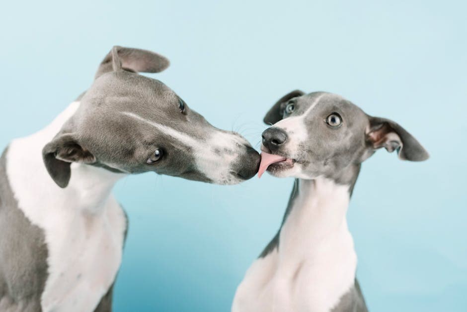 Whippet