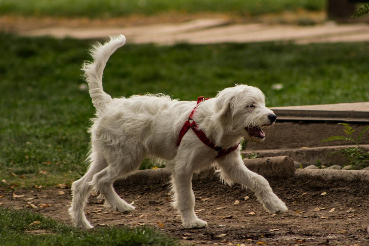 Best Budget Dog Foods in the UK: Nutrition Without Breaking the Bank