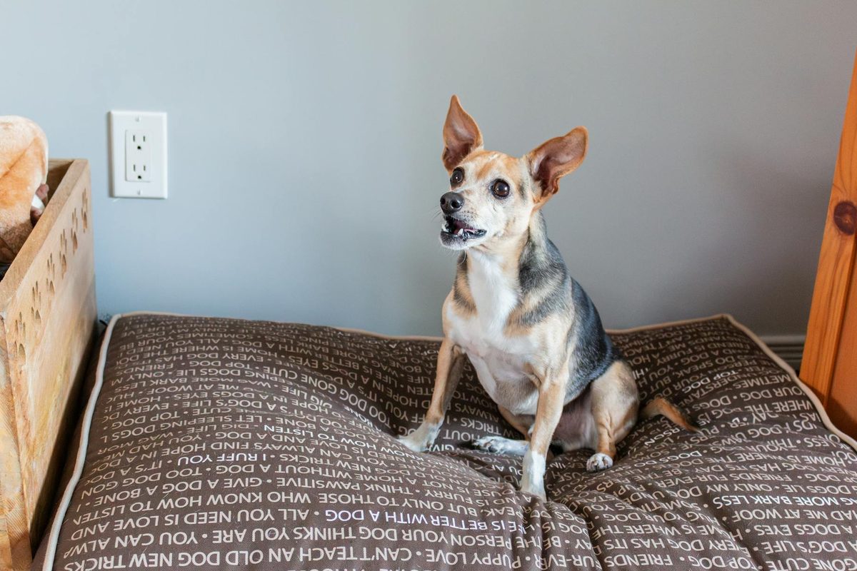 Best Dry Dog Foods for Small Breeds in the UK