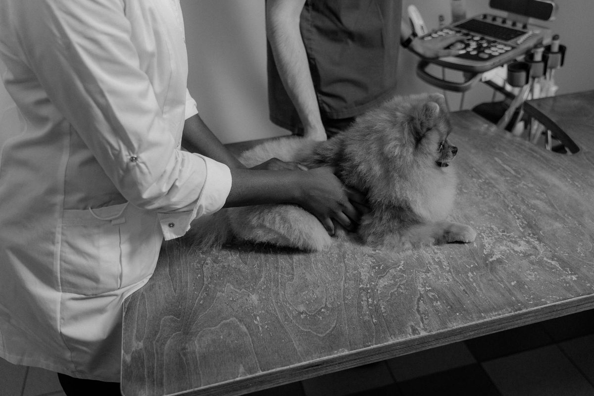 Dog Food Allergies: How to Spot Them and What to Feed Instead