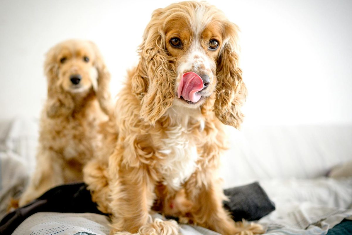Best Dog Food for Cocker Spaniels: What This Breed Actually Needs