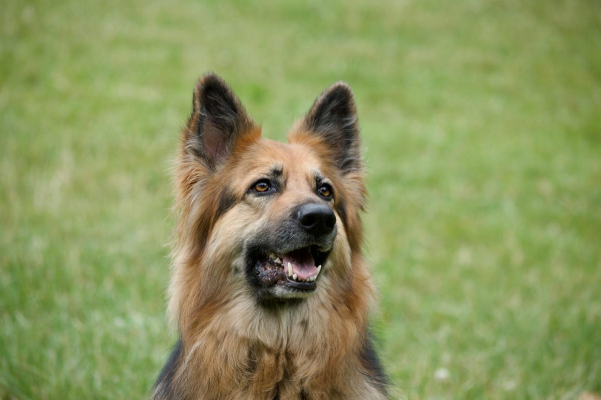 Best Dog Food for German Shepherds in the UK: What to Look For