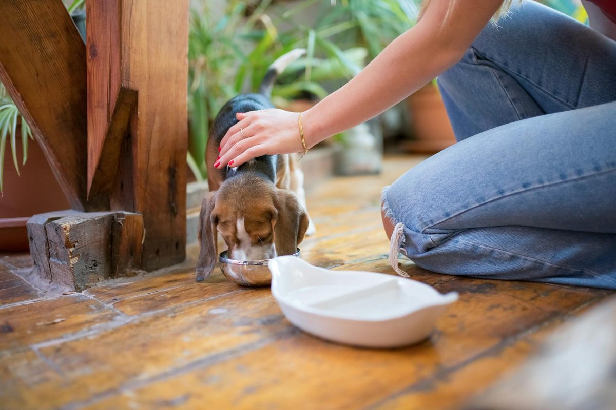 Best Dog Food for Puppies With Sensitive Stomachs: What to Look For