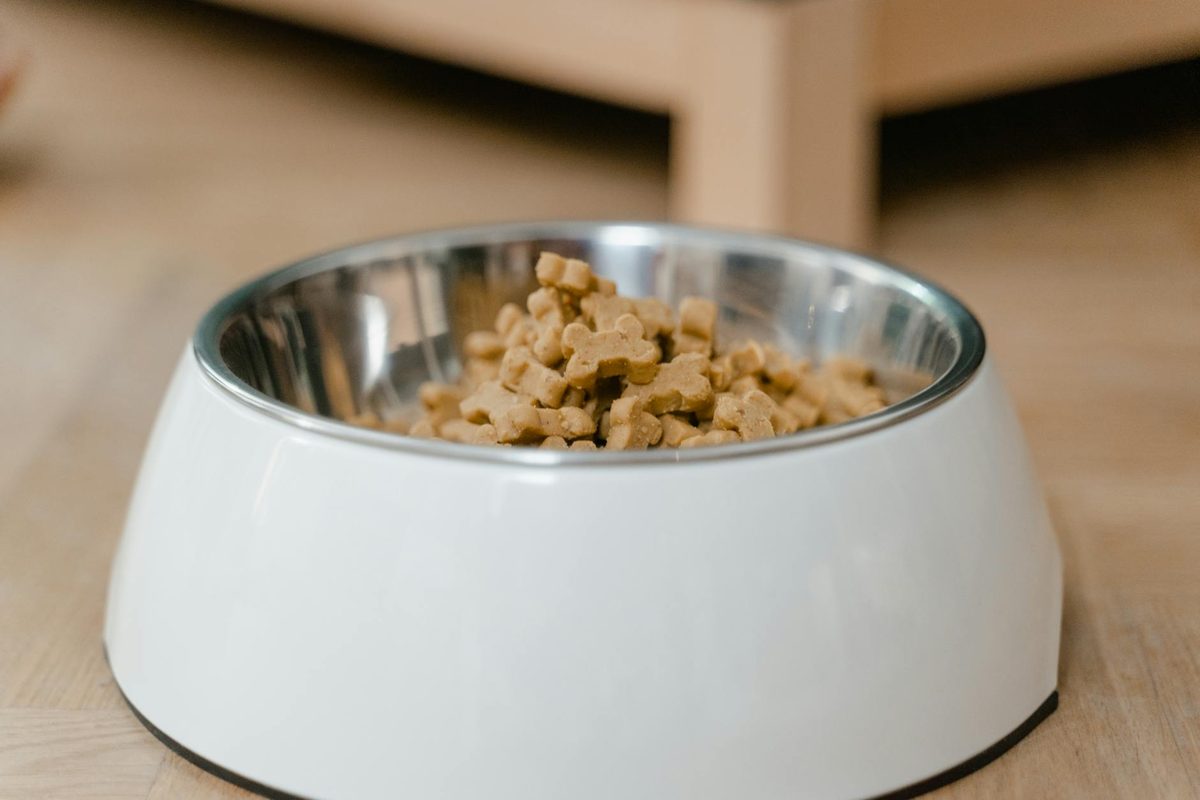 Can Dog Food Affect Behaviour? What the Evidence Says About Diet and Anxiety